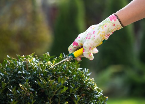 Overgrown garden being cleared in Harold Park