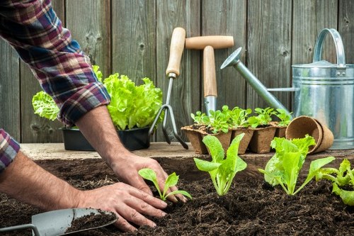 Watering a Harold Park lawn to support healthy root growth