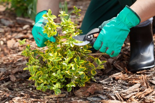 Landscape gardening in Harold Park with layered shrubs and trees