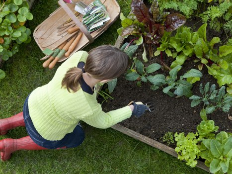 Low-maintenance landscaping in Harold Park with privacy screening