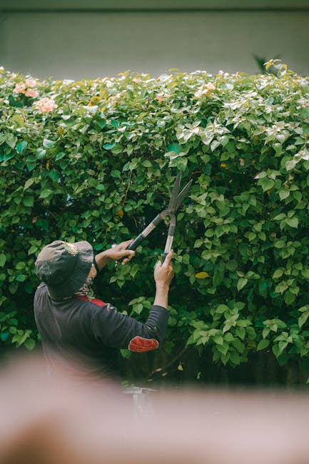 A gardener wearing a wide-brimmed hat and dark clothing is trimming a dense, green hedge with garden shears in a well-maintained outdoor space. The hedge features lush, healthy leaves with some pink a